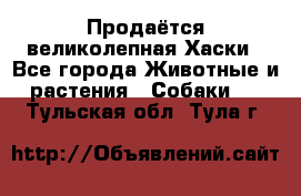 Продаётся великолепная Хаски - Все города Животные и растения » Собаки   . Тульская обл.,Тула г.
